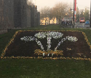 Next to Cardiff Castle are many beds of flowers, such as this bed, that are grown in the form of another national symbol of Wales: The Welsh Crest.