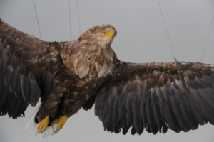 A stuffed white-tailed eagle hanging in the lecture room at the wind center.