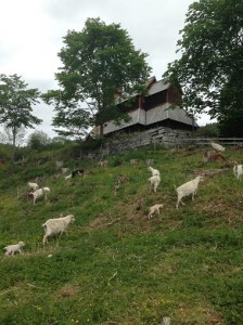 A back view of the stave church with goats from the nearby farm