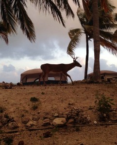 Protected Key Deer walked the beaches at our campsite