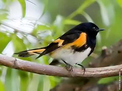 The American Redstart breeds in the Colgate forest and winters in Latin American coffee farms.